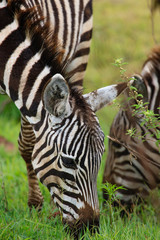 Zebras in The Ngorongoro Crater - Tanzania