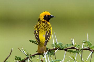 Southern Masked Weaver (Ploceus velatus) - The Ngorongoro Crater - Tanzania