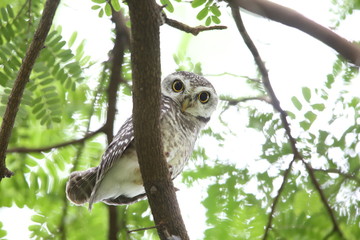 Spotted owlet (Athene brama) in Khao Yai National Park, Thailand  