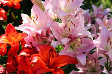 Fototapeta premium Bouquet of lilies