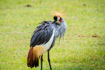 Grey crowned crane (Balearica regulorum) -  The Ngorongoro Crater - Tanzania