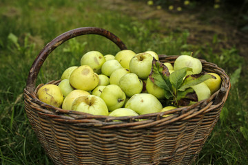 green apples in a basket on grass