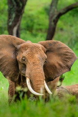 Grazing elephant in Tarangire National Park - Tanzania