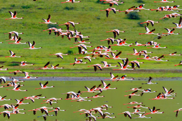 Flying flamingos in The Ngorongoro Crater - Tanzania