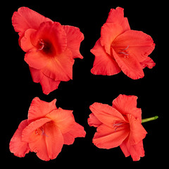 Red gladiolus flowers on a black background