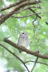 Spotted owlet (Athene brama) in Khao Yai National Park, Thailand  