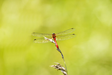Blutrote Heidelibelle,  Sympetrum sanguineum, männlich