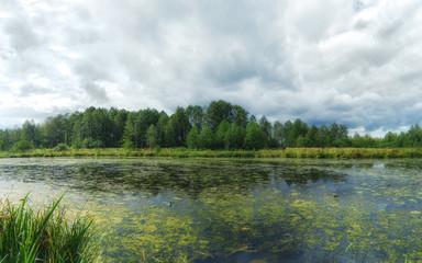Forest river. Woodland bog.
