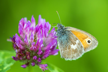 Ochsenauge, Schmetterling auf Klee Blüte