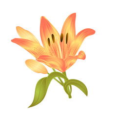 Yellow Lily  Lilium candidum,flower with leaves and bud on a white background vector illustration editable Hand drawn