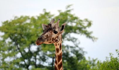 Naklejka premium Giraffe