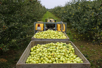tractor with trailer full of apples in fruit orchard © chrupka