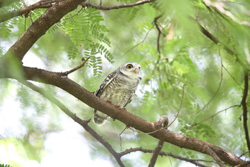 Spotted owlet (Athene brama) in Khao Yai National Park, Thailand  