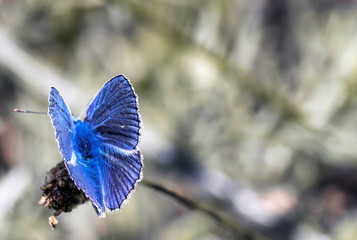 Common Blue butterfly (polyommatus icarus) In the natural environment. Macro