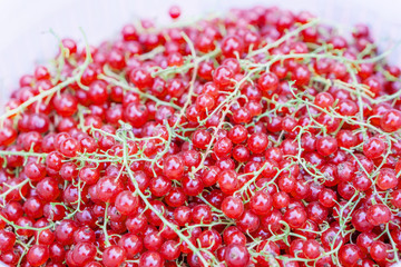 Close up of a pile of ripe currant. Conceptual agro culture.