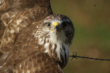 Buse variable & regard