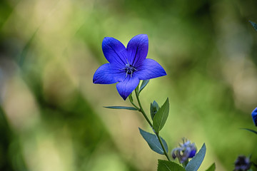 La naturale bellezza della natura