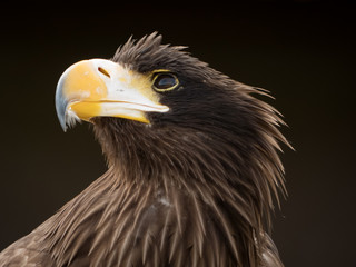 portrait of an eagle
