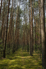 Fototapeta na wymiar path in coniferous forest with beautiful sunlight