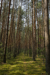 path in coniferous forest with beautiful sunlight