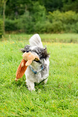 Dog with chew toy