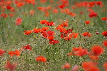 Champ de coquelicots