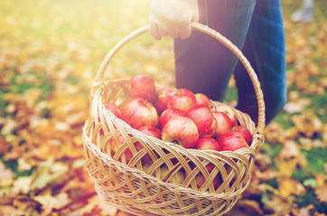 woman with basket of apples at autumn garden