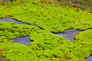 Iceland Small River Stream with green moss