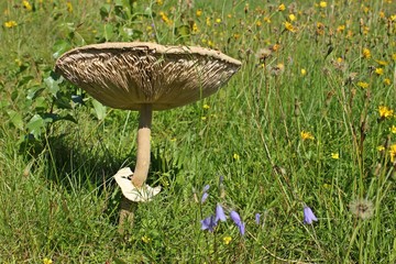 Gemeiner Riesenschirmling (Macrolepiota procera)
