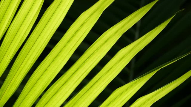 Backlit close up of a palm frond with a dark background.