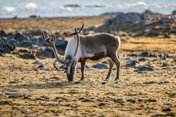 Renifer © blackspeed