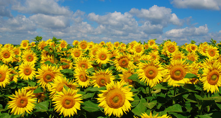 Fototapeta premium field of blooming sunflowers