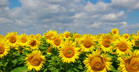 field of blooming sunflowers
