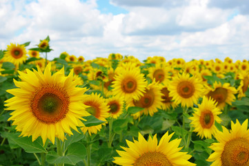 Fototapeta premium field of blooming sunflowers