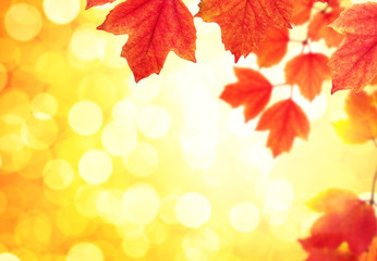 Naklejka na ściany i meble branch with autumn leaves