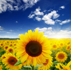  sunflowers and sun