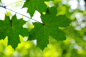 Green leaves on  bokeh