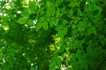 Fototapeta na wymiar Green leaves on bokeh