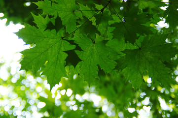 Green leaves on  bokeh