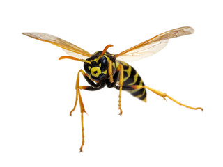 wasp isolated on white