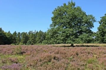 Eiche im Naturschutzgebiet Termenei in Nordhessen