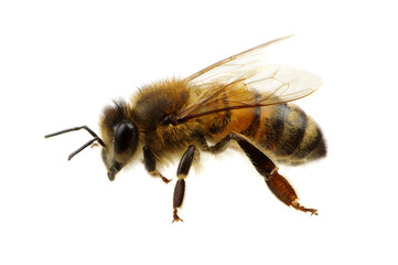 Bee on the white