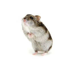 Dwarf hamster on white