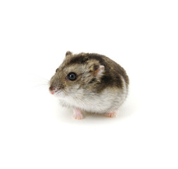 Dwarf hamster on white