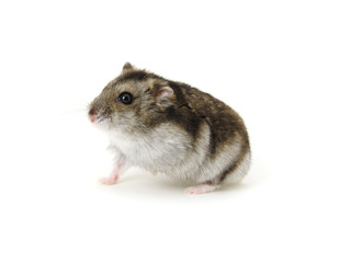 Dwarf hamster on white