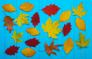  autumn leaves on blue background