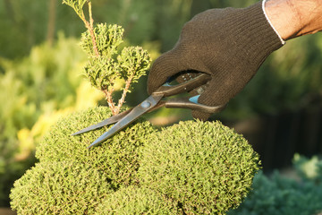 Pruning Plants . Professional Gardener Pruning conifers