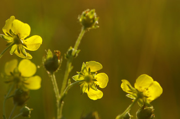 Fototapeta premium Spring flowers on sun