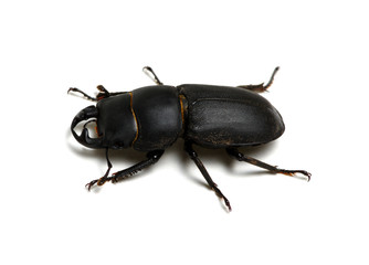 black beetle  on white