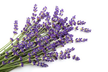 Lavender.